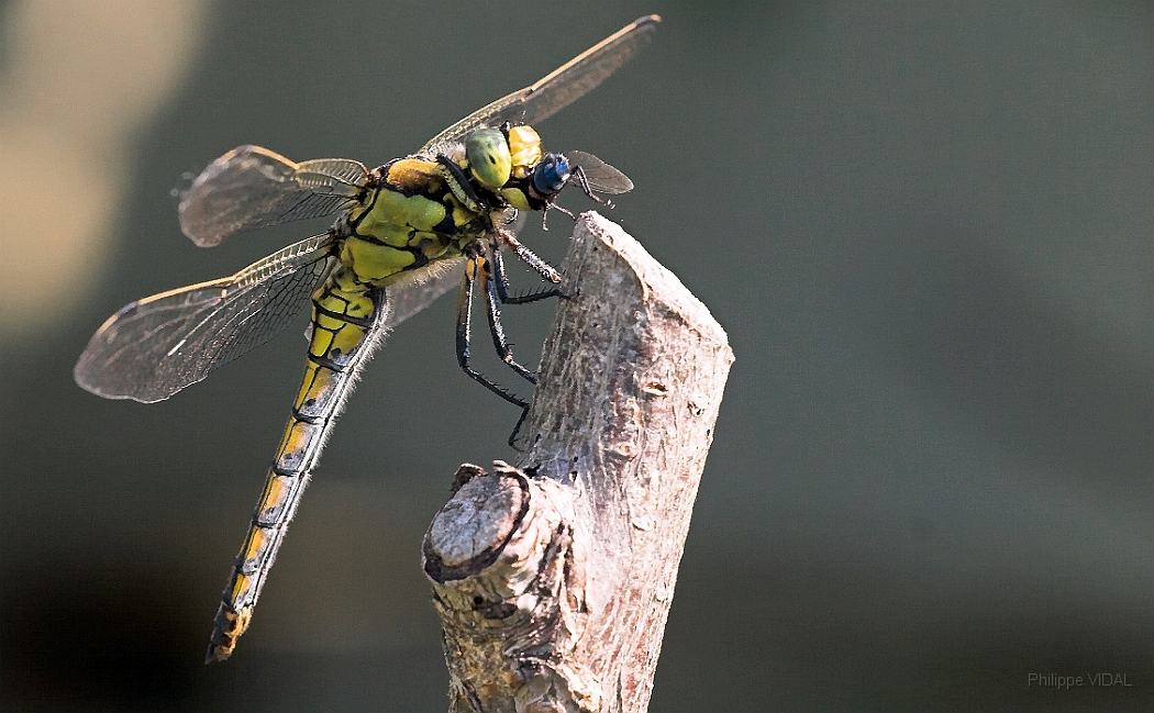 006 - Libellule en plein repas.jpg